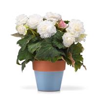 Marquee™ Ruffled White Tuberous Begonia Container