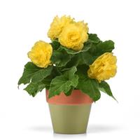 Marquee™ Ruffled Yellow Tuberous Begonia Container