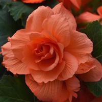 Marquee™ Ruffled Coral Salmon Tuberous Begonia Bloom