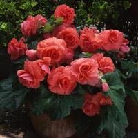 Marquee™ Ruffled Coral Salmon Tuberous Begonia Container