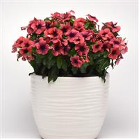 Tattoo™ Papaya Vinca Container