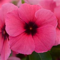 Tattoo™ Raspberry Vinca Bloom