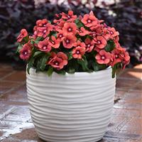 Tattoo™ Tangerine Vinca Container