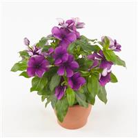 Tattoo™ Blueberry Vinca Container