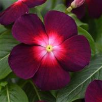 Tattoo™ Boysenberry Vinca Bloom