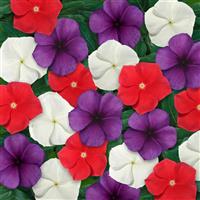 Tattoo™ American Pie Mixture Vinca Bloom