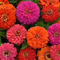 Elegant™ Hot Mixture Zinnia Bloom