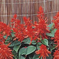 Scarlet King Salvia Bloom