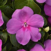 Beacon® Blue Pearl Impatiens Bloom