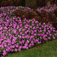 Beacon® Blue Pearl Impatiens Commercial Landscape 1