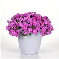 Beacon® Blue Pearl Impatiens Container