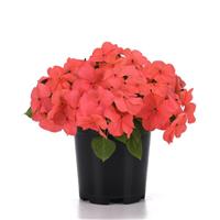 Beacon® Coral Impatiens Container
