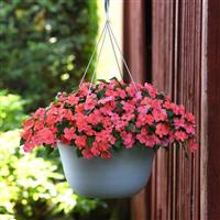 Beacon® Salmon Impatiens Basket