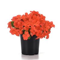 Beacon® Salmon Impatiens Container