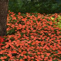 Beacon® Salmon Impatiens Landscape