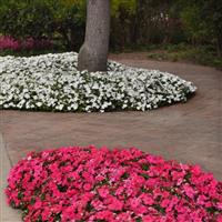 Beacon® White Impatiens Commercial Landscape 3