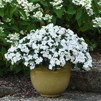 Beacon® White Impatiens Container