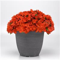 Beacon® Orange Improved Impatiens Container