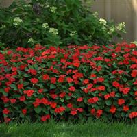 Beacon® Bright Red Impatiens Commercial Landscape 2