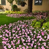 Beacon® Light Pink Impatiens Landscape