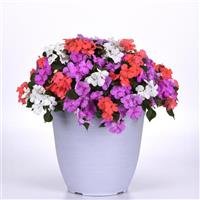 Beacon® Pearl Island Mixture Impatiens Container