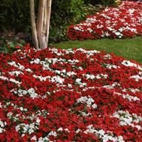 Beacon® Cape Pine Mixture Impatiens Commercial Landscape 2