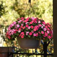 Beacon® Otway Mixture Impatiens Basket