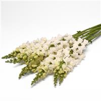 Monaco Ivory White Snapdragon Grower Bunch