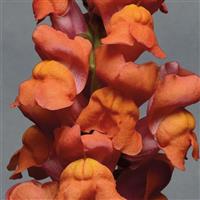 Monaco Orange Snapdragon Bloom