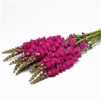 Monaco Purple Snapdragon Grower Bunch