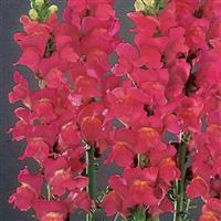 Monaco Rose Snapdragon Bloom