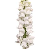 Monaco White Improved Snapdragon Bloom