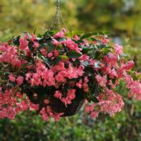 Dragon Wing® Pink Begonia Basket