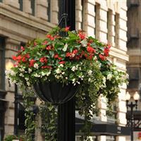 Dragon Wing® Red Begonia Commercial Landscape 1
