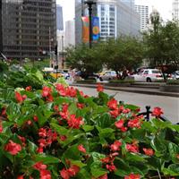 Dragon Wing® Red Begonia Commercial Landscape 3