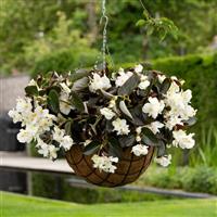 Dragon Wing® White Bronze Leaf Begonia Basket