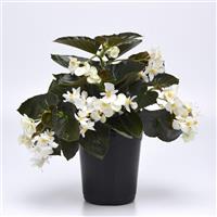 Dragon Wing® White Bronze Leaf Begonia Container