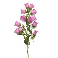Campana Pink Improved Campanula Single Stem, White Background