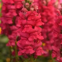 Early Potomac™ Rose Improved Snapdragon Bloom