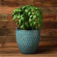Monteverde Genovese Basil Container