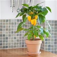Fresh Bites Yellow Edible Potted Pepper Container