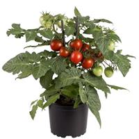 Cocoa Edible Potted Tomato Bloom