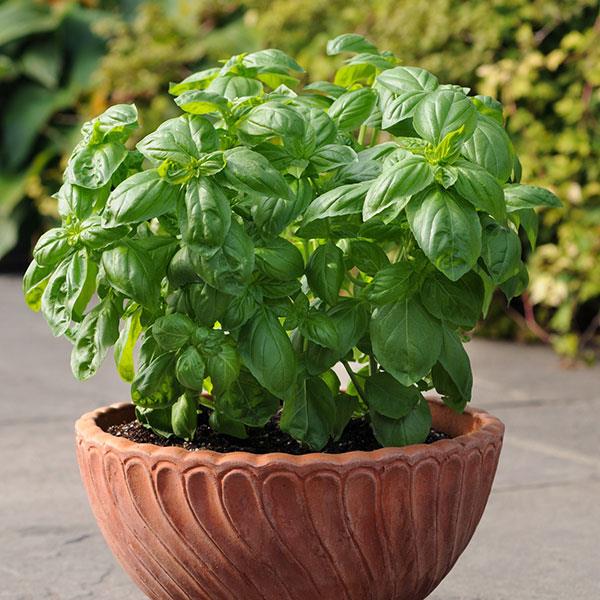 Basil Dolce Fresca Container