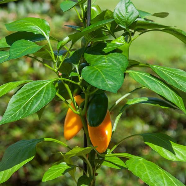Edible Potted Pepper Fresh Bites Yellow Bloom