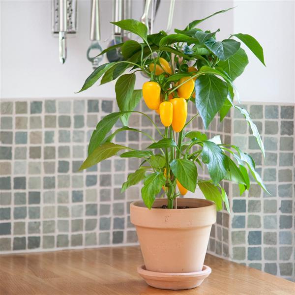 Edible Potted Pepper Fresh Bites Yellow Container