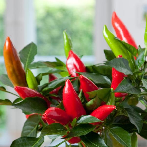 Edible Potted Pepper Hot Burrito Bloom