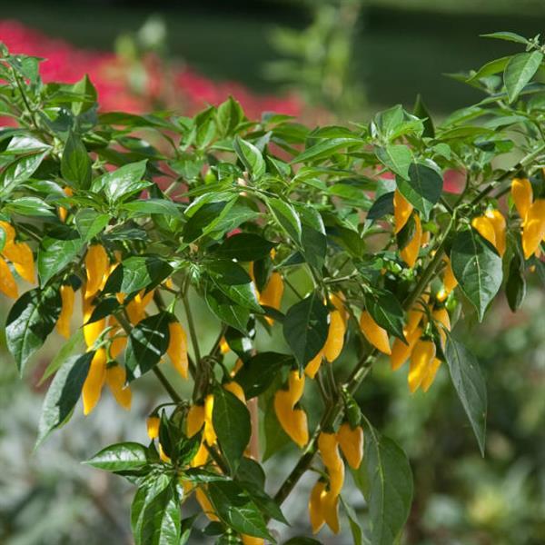 Edible Potted Pepper Hot Lemon Zest Bloom