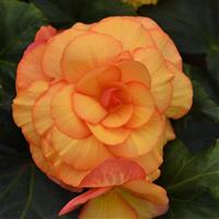 On Top® Sunset Shades Tuberous Begonia Bloom