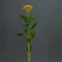Neo™ Gold Celosia Container