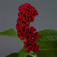 Neo™ Red Celosia Bloom